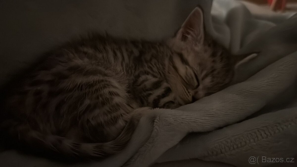 Britská kočka na prodej 🐱 - 2