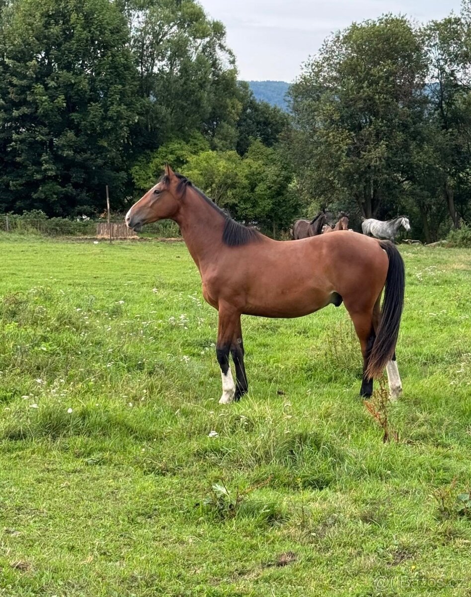 Prodám valacha 3 roky - 2