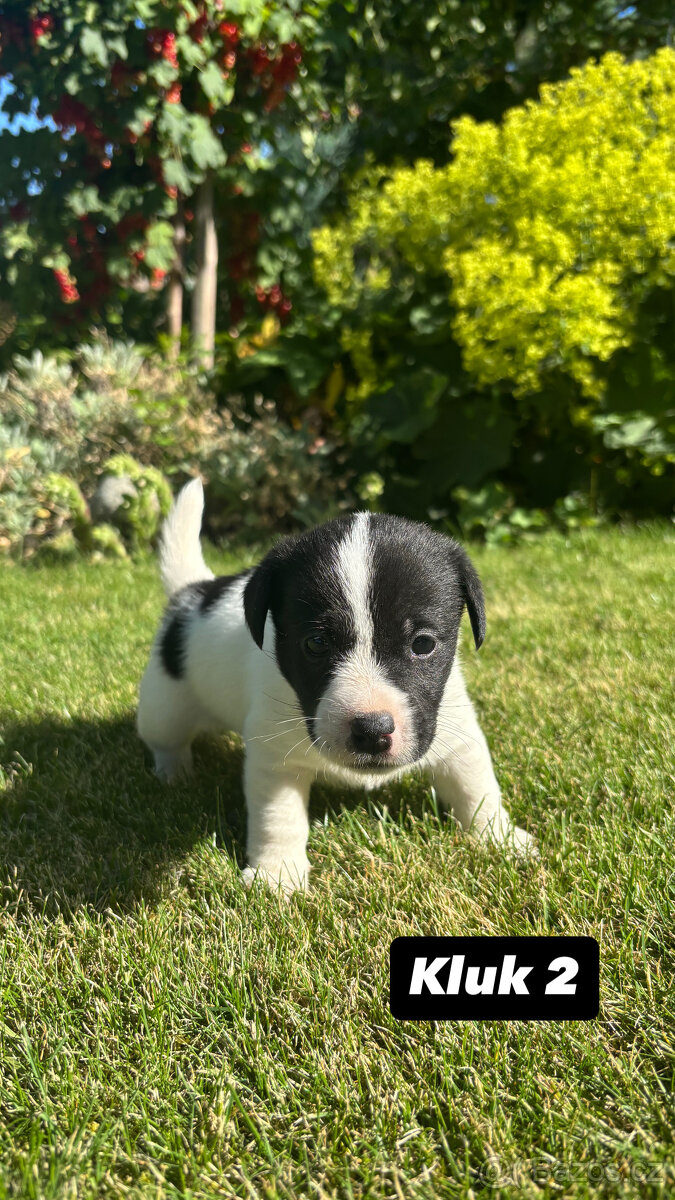 Jack Russell - 2