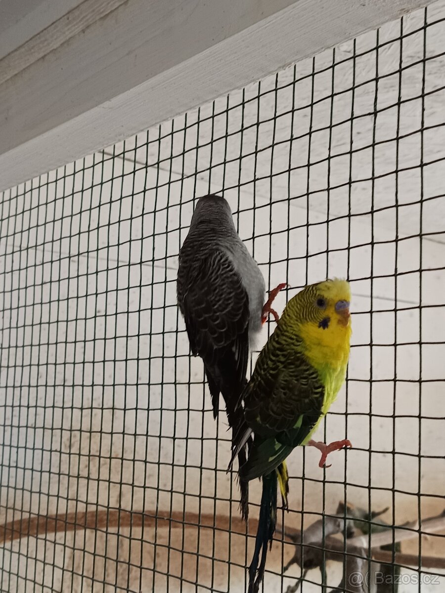 Andulky blackwing - 2