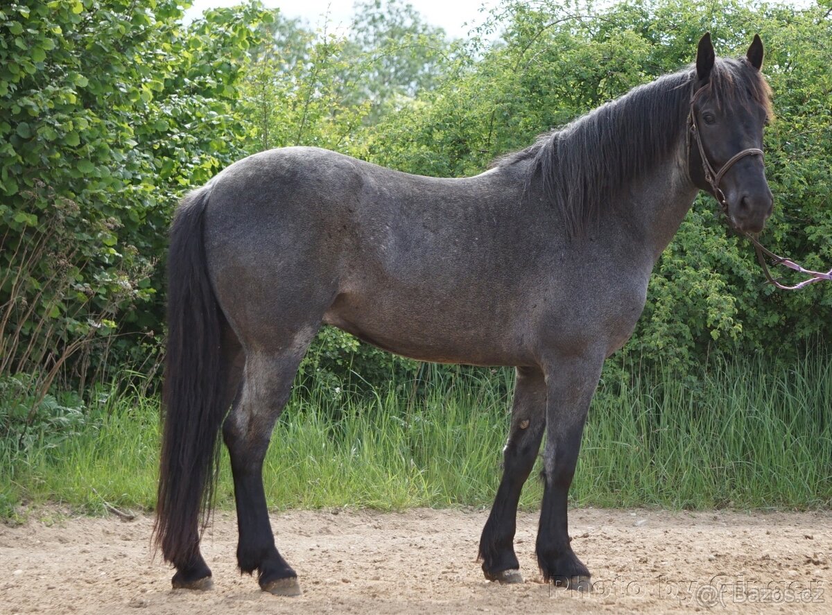 5LETÝ MURGENSE – MILÝ MODRÝ VALACH - 2