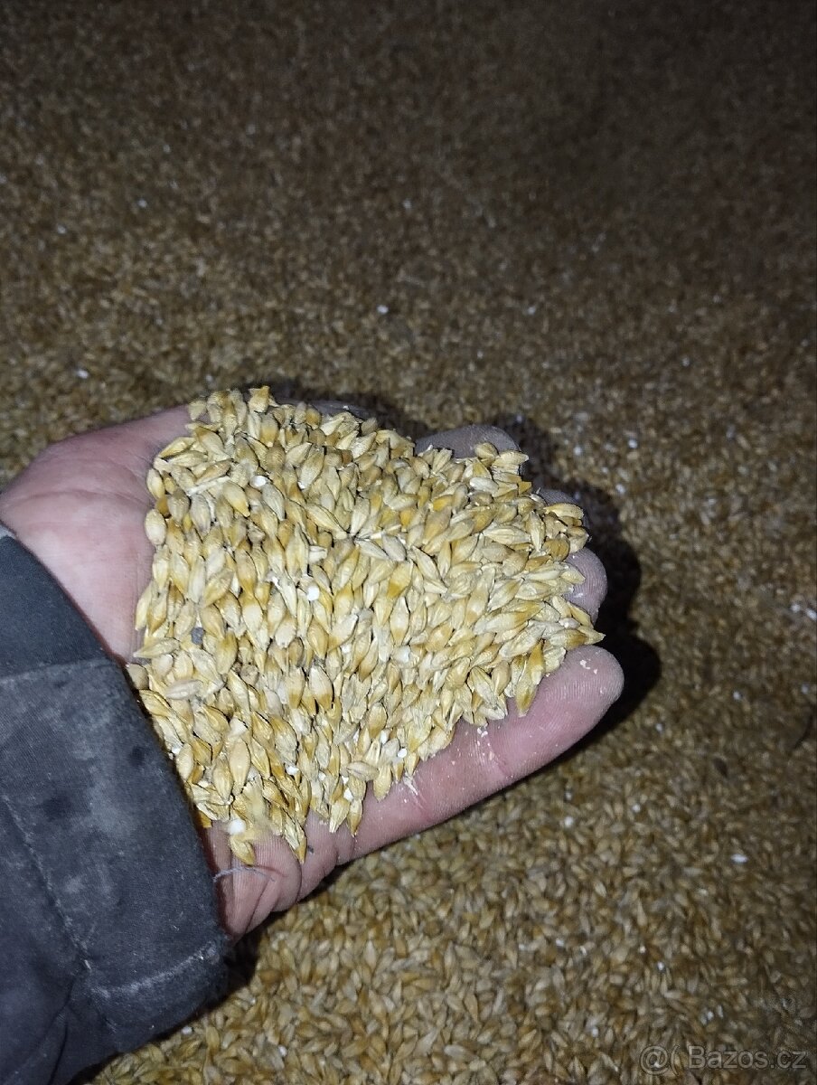 Prodám Bio ječmen - 2