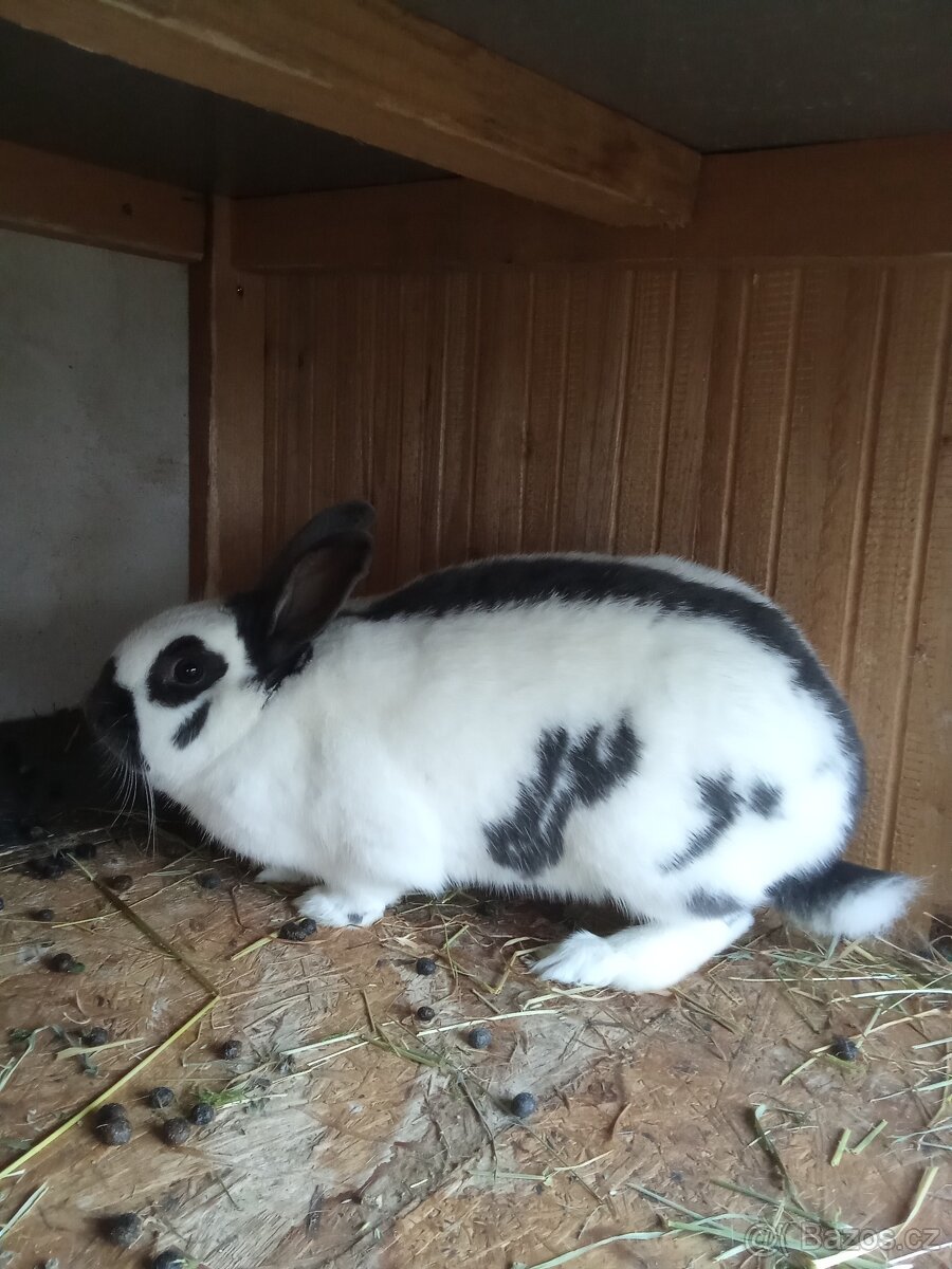 Český Strakáč - 2