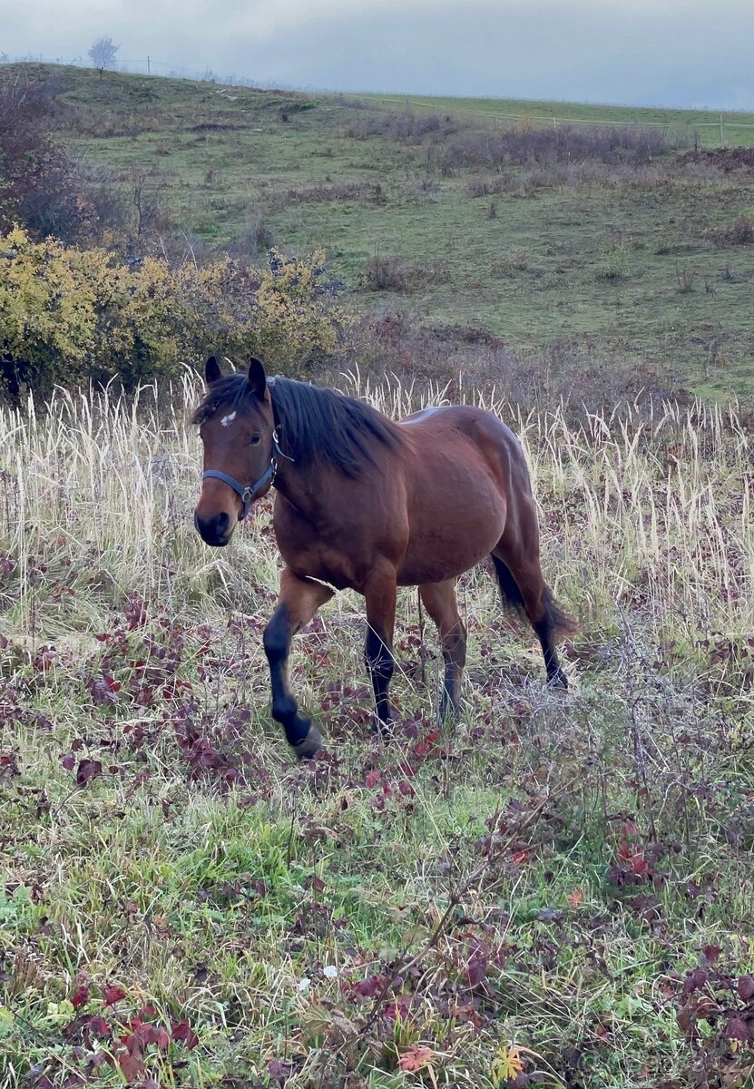 Predám 3,5letého valacha - 2