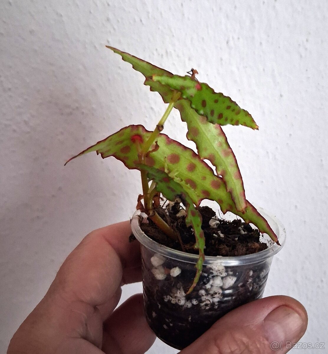 Begonia Butterfly - 2
