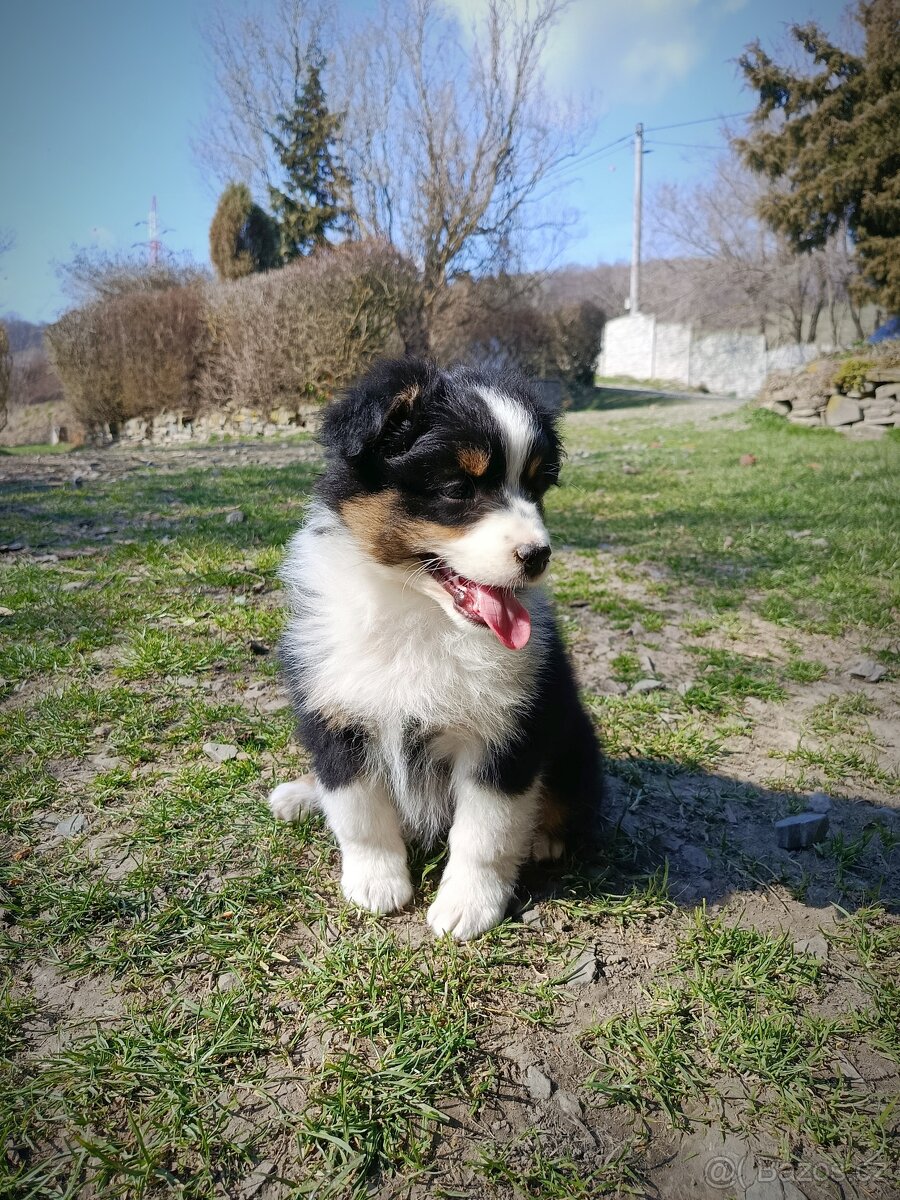 Australský ovčák s PP - 2