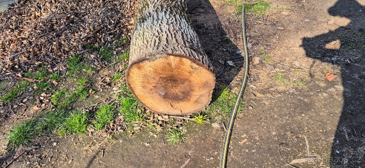 Prodám kmen ořechu - 2