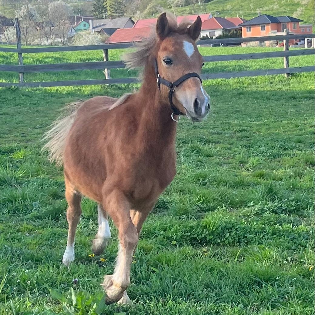 Pony valach WPB - 2