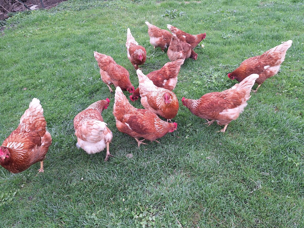 Domácí vajíčka - 2