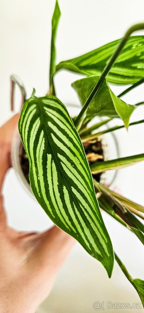 Calathea Vittata - 2