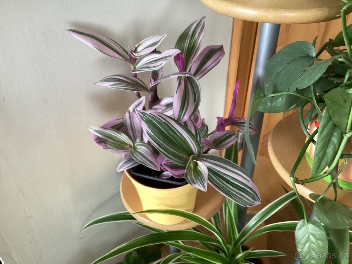Tradescantia nanouk - 2
