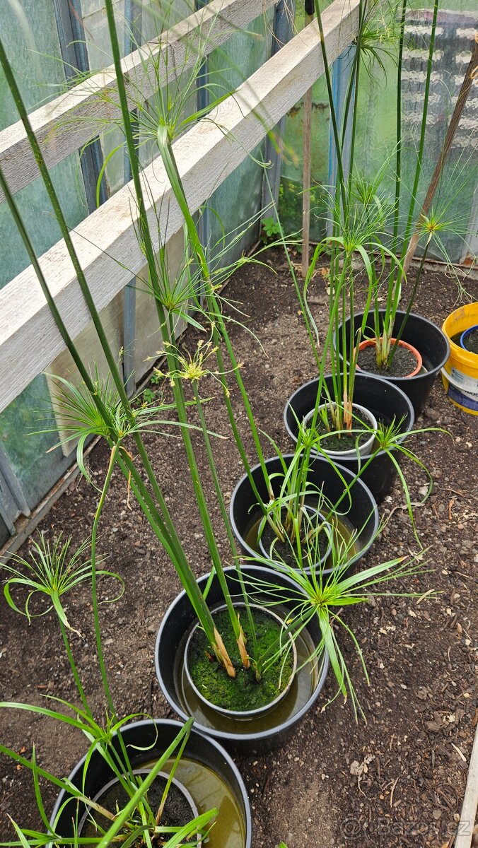 Cyperus papyrus Šáchor papírodárný - 2