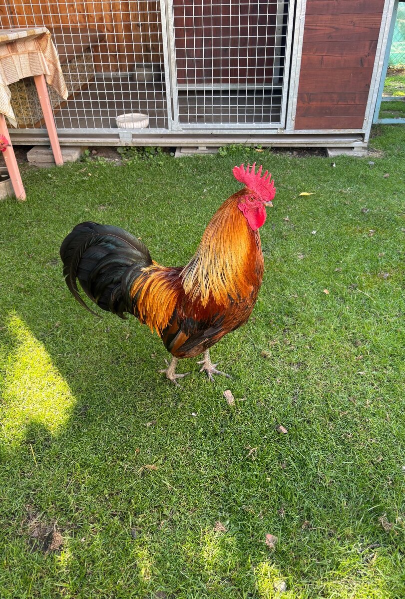 Kohout ČZK - 2