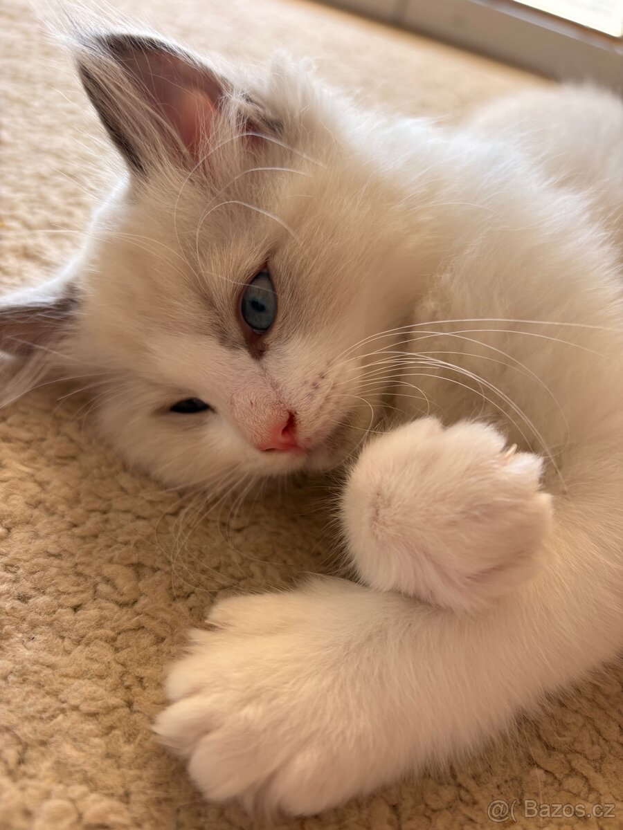 Krásný Kocourek Ragdoll - 2