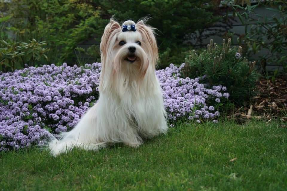 Golddust Yorkshire Terrier (Jorkšírský terier) - 2