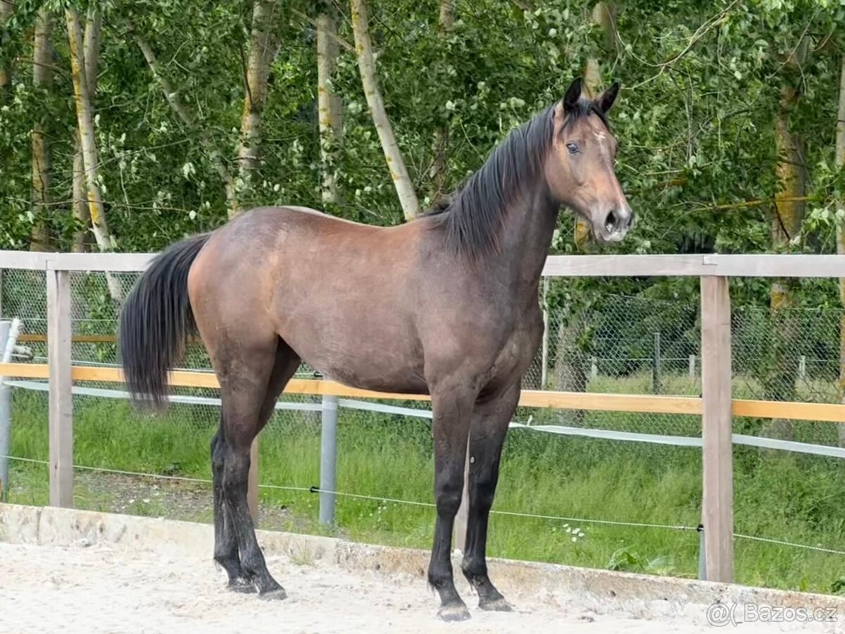 Mladá kobylka po Cornet de Lux - 2