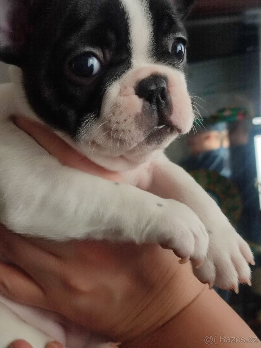 Štěně francouzského buldoka od titulovaných rodičů - 2