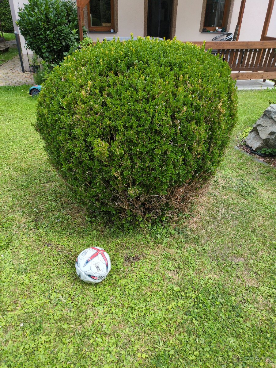Vzrostly buxus - 2