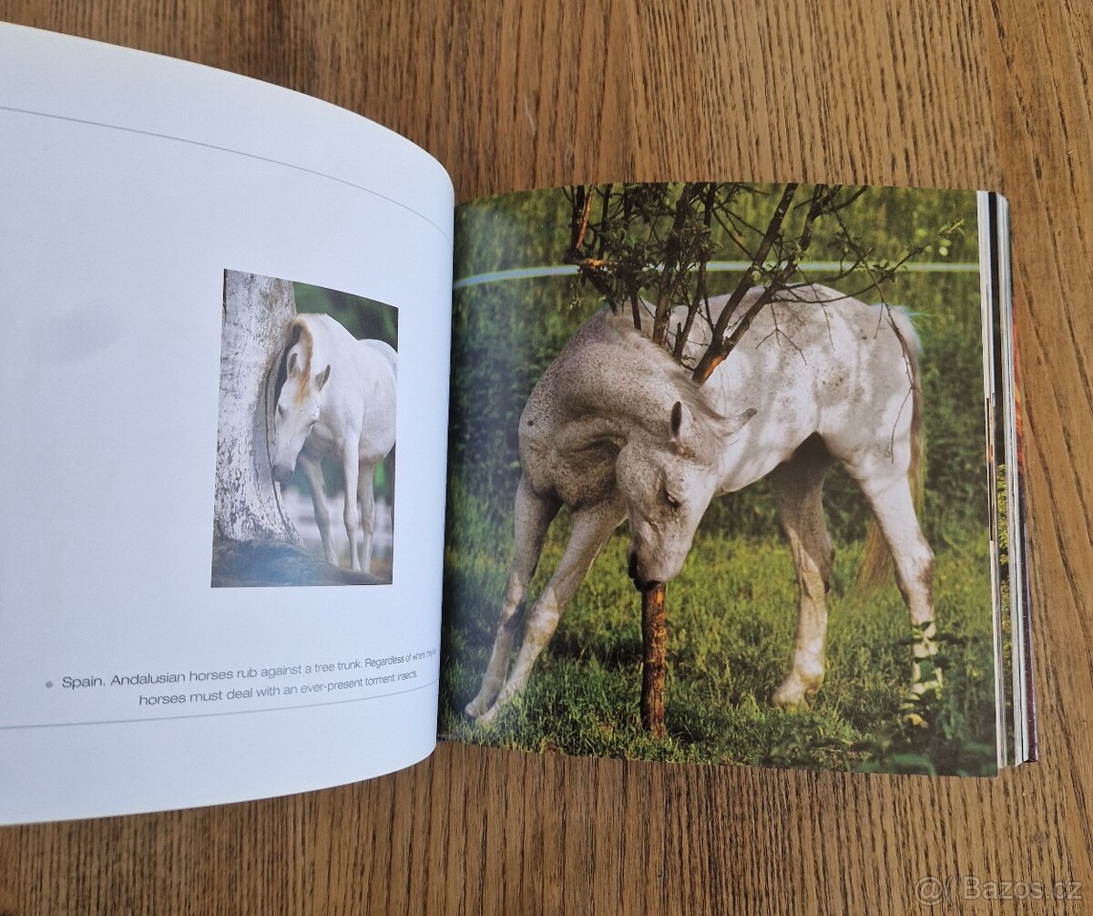Horses - top fotky koní (CubeBook, 2010) - 2