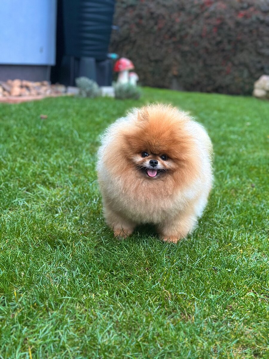 Pomeranian s PP FCI, pes - 2