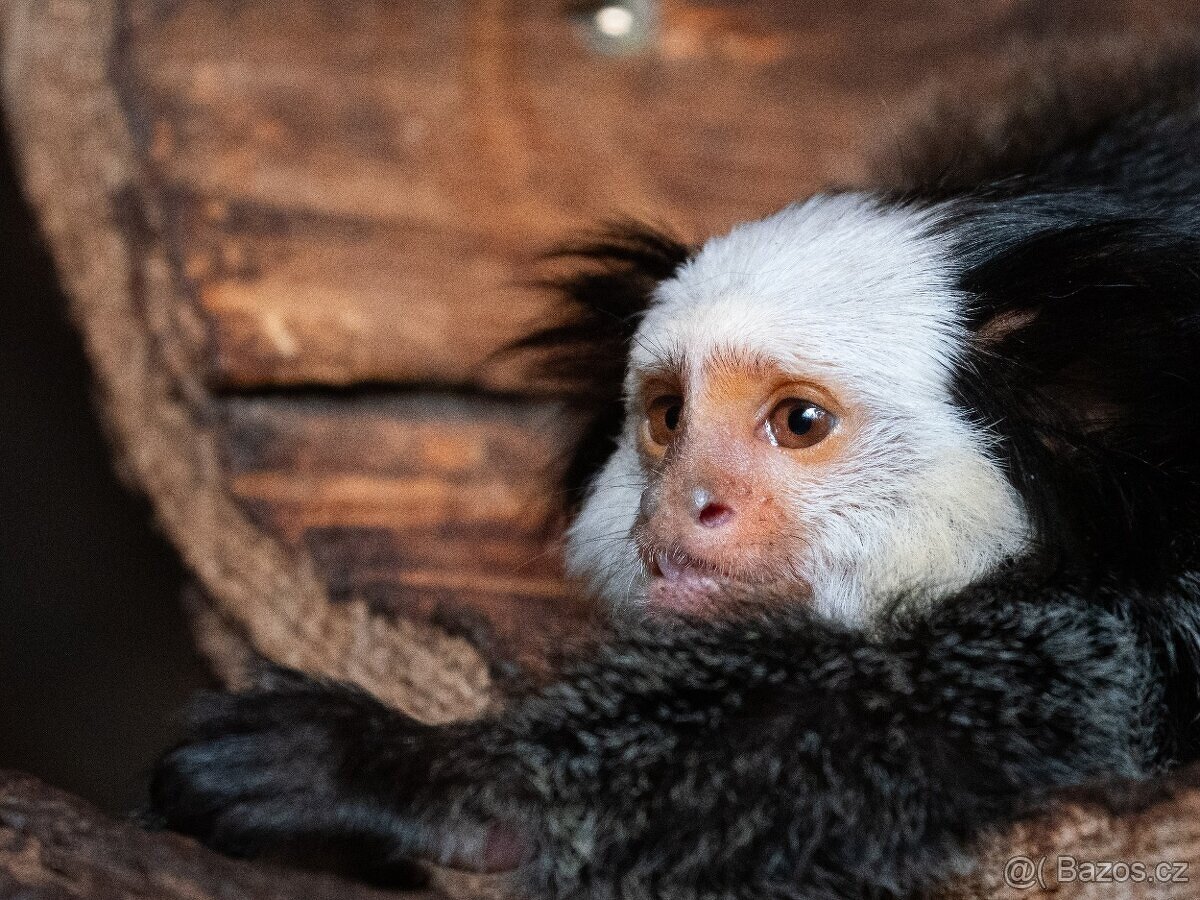 Panasonic 45-175mm f/4,0-5,6 MFT - 2