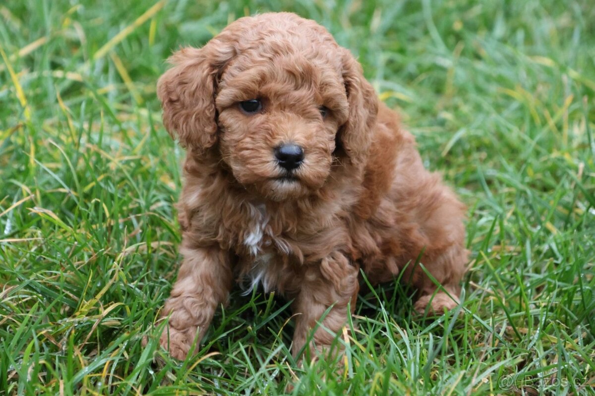 Pudl trpasličí - 2