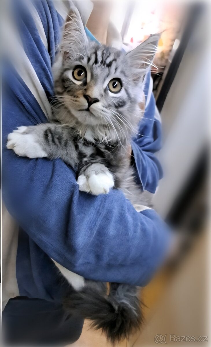 mainská mývalí koťátka ( MCO ) - 2