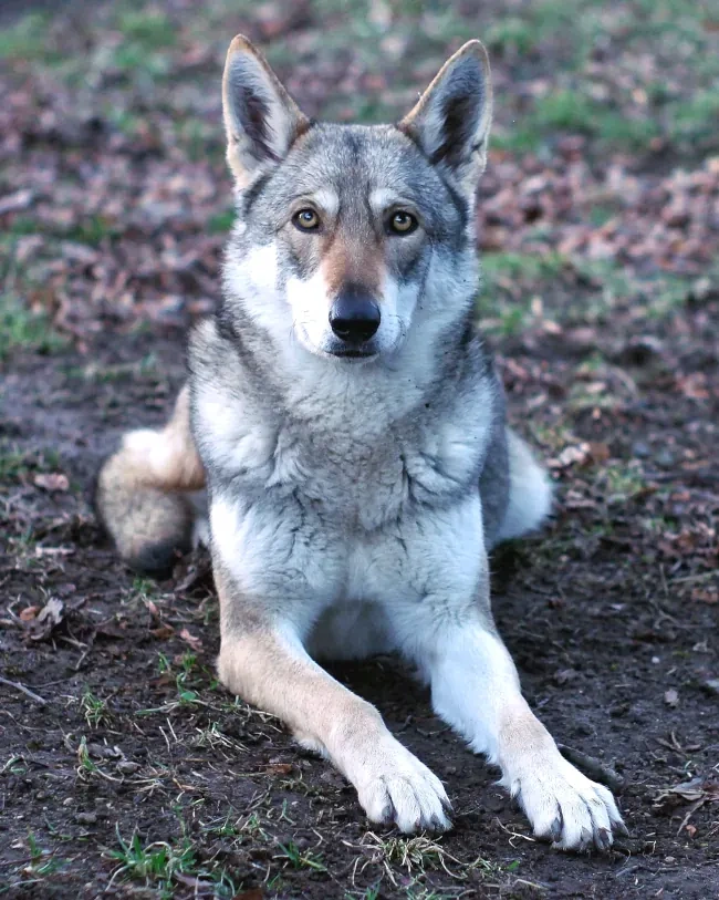 Saarloosův vlčák - štěňátka s PP - 2