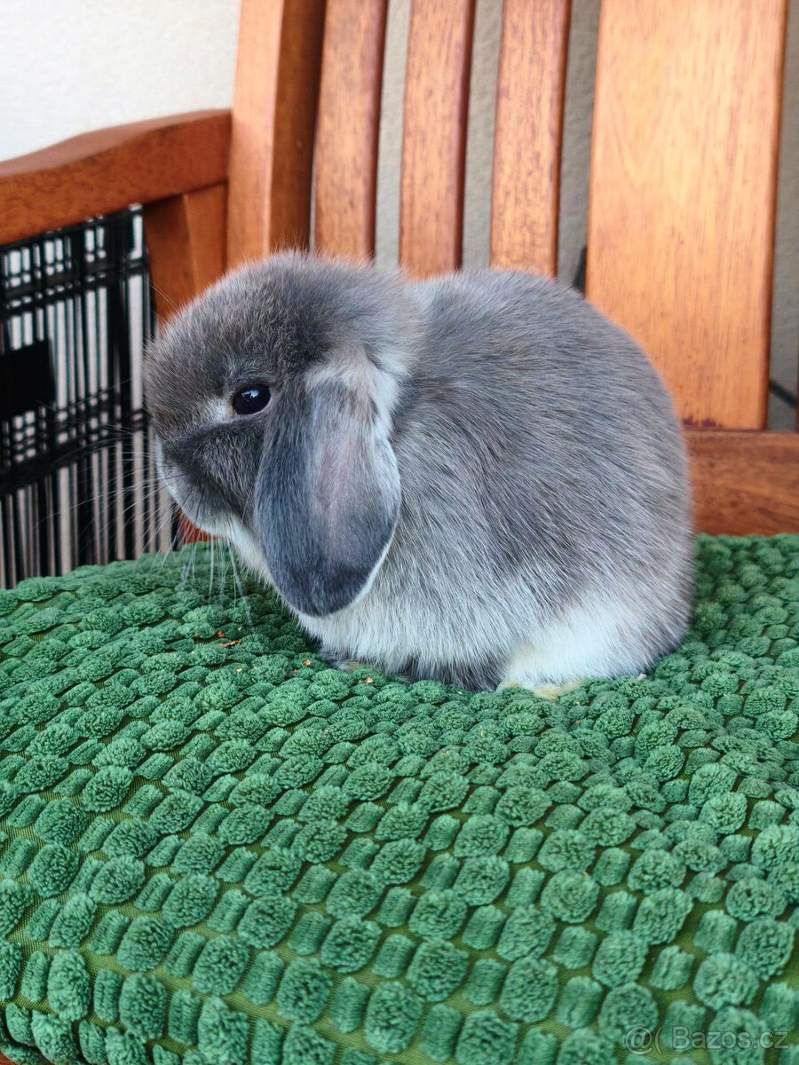 Zakrslý králíček MINILOP 🩷 holčička - 2