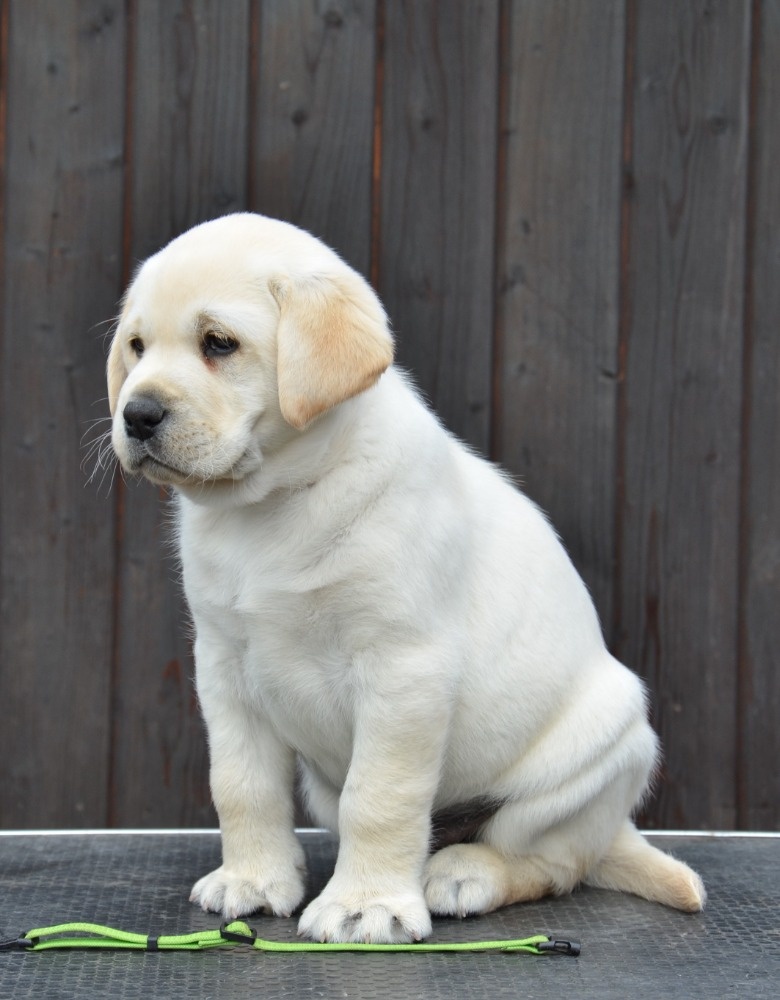 Labradorský retrívr s PP - 2