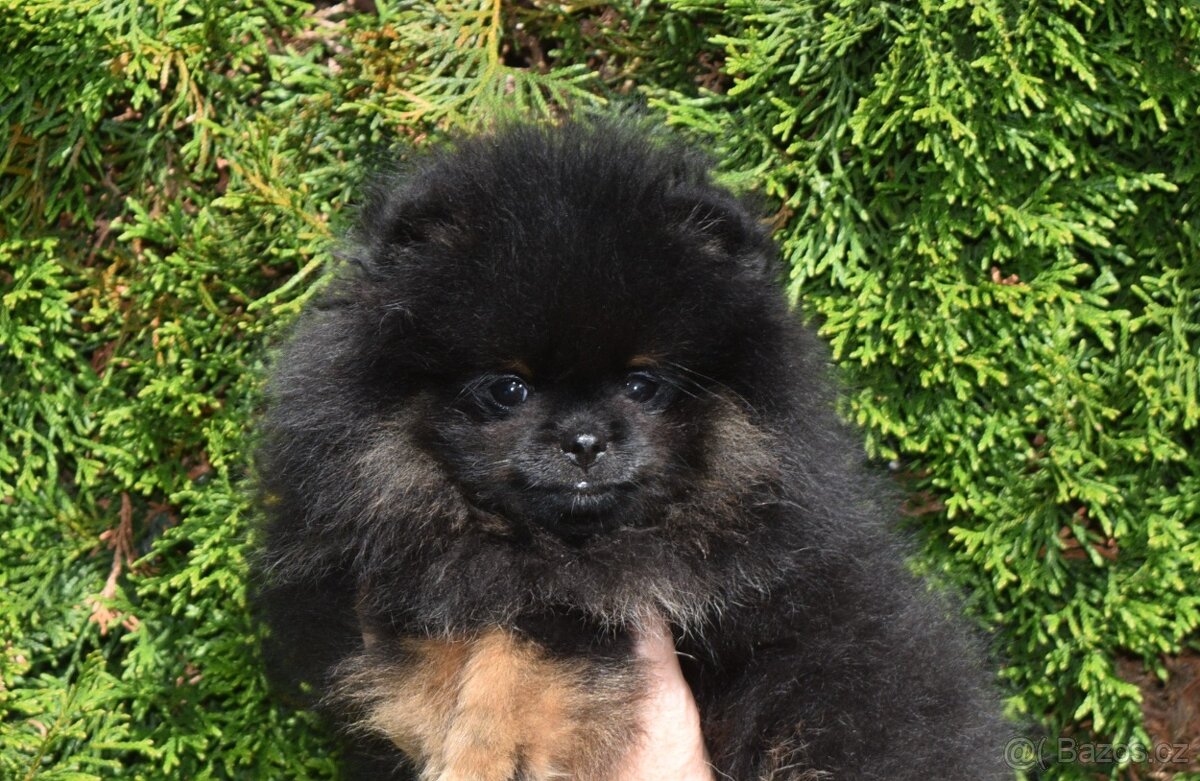 POMERANIAN s PP - 2