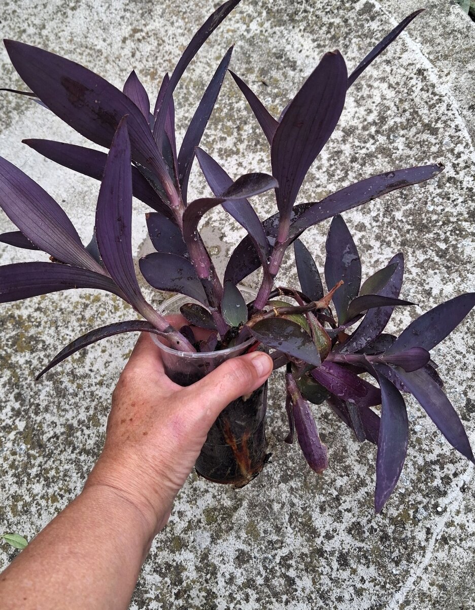 Tradescantia Pallida - 2