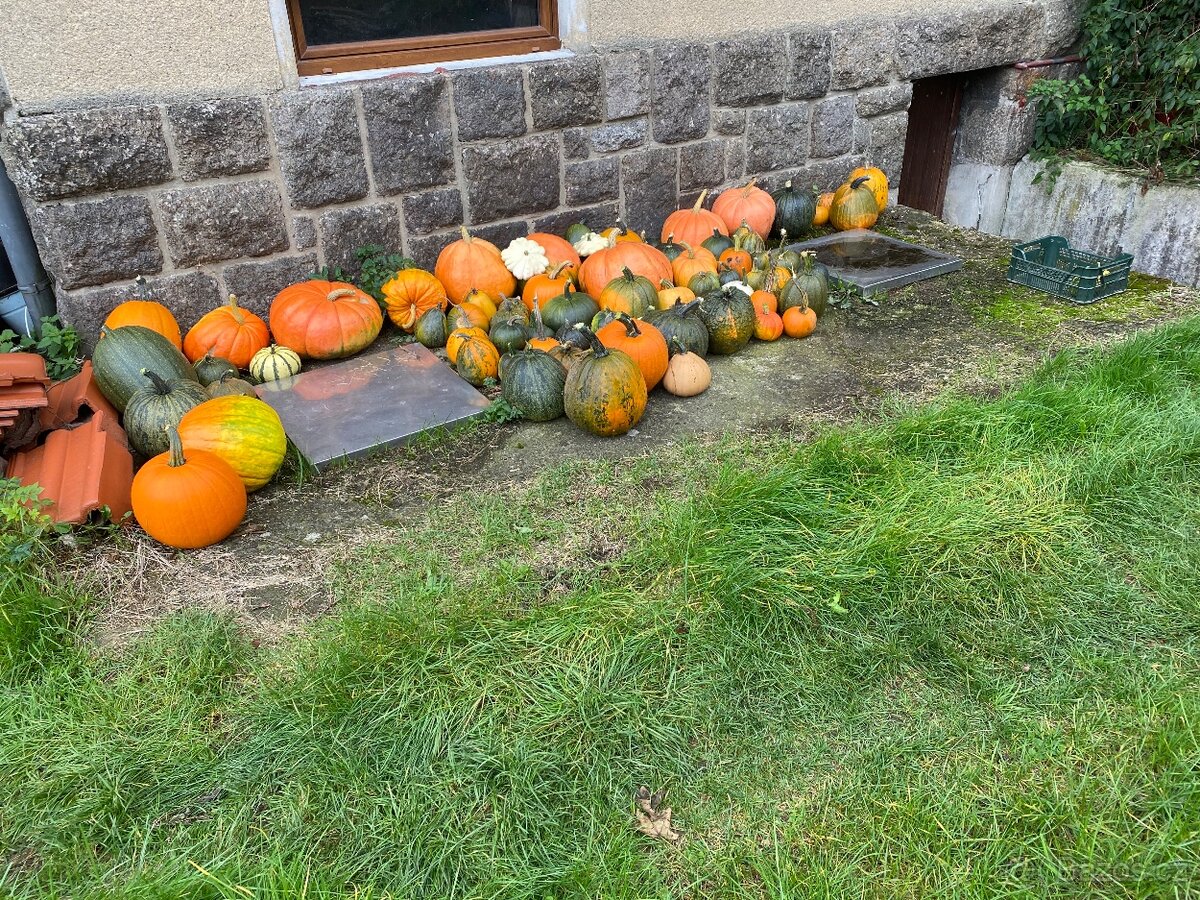 Prodám dýně - 2