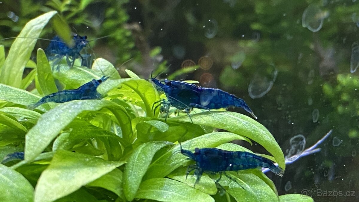 Krevetky Blue dream (Neocaridina davidi)NOVINKA-zasíláme - 2