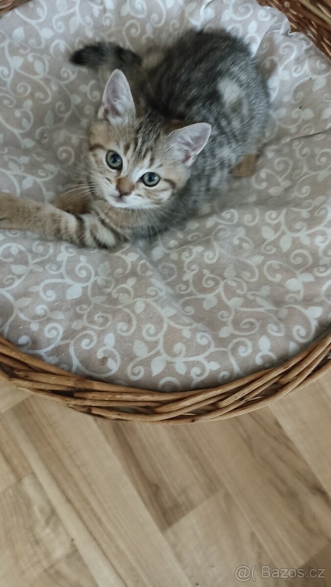 Britské whiskas kočičky s PP - 2