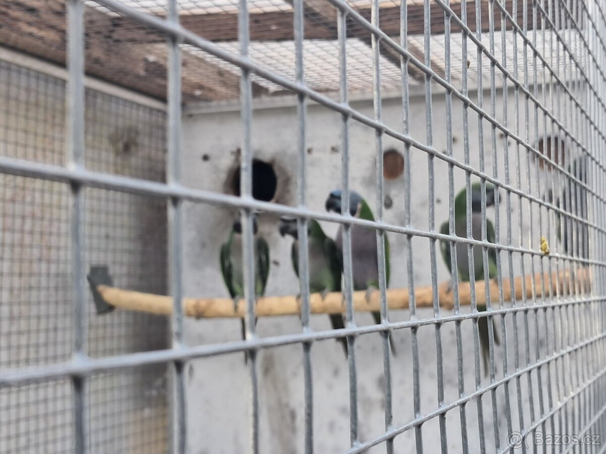 Alexandr čínský - 2