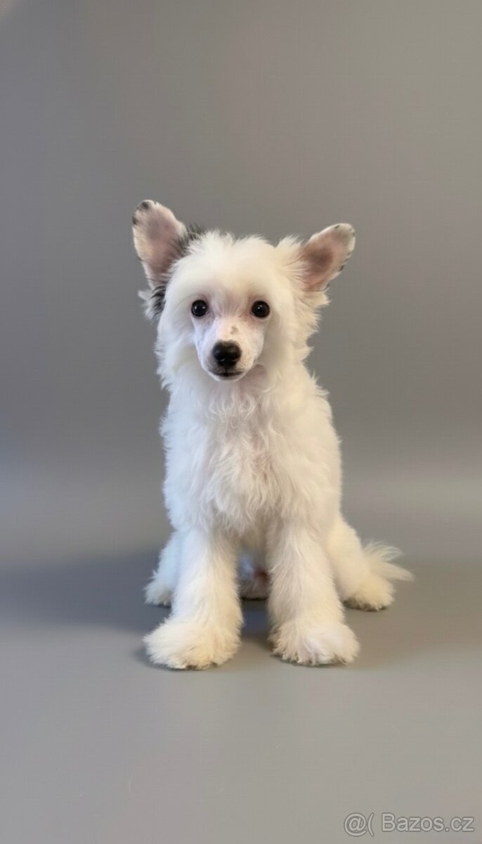 Čínsky chocholatý pes s PP -labutienka (osrstena varieta) - 2