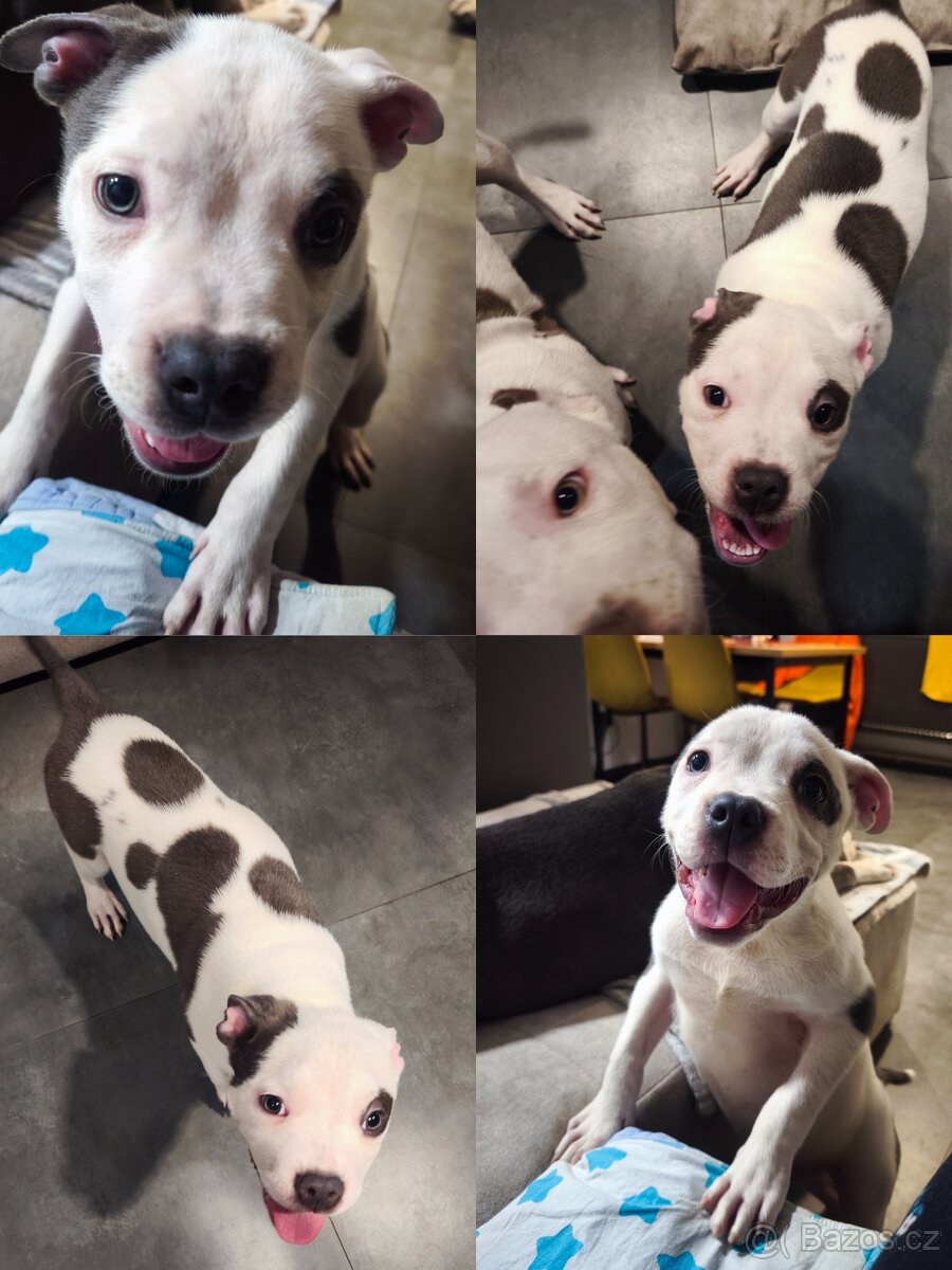 American Bully XL originální původní krev rodokmen ABKC USA - 2