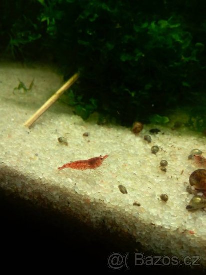 (Nedostupné ) krevetky Red Cherry - 2