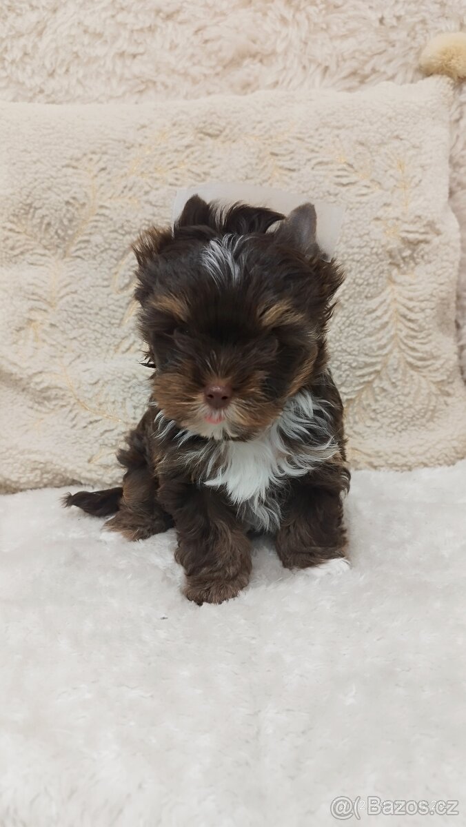 Jorkšírský teriér - čokoládový pejsek s PP - 2
