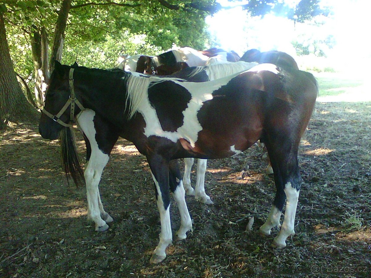 Prodám více koní - 2