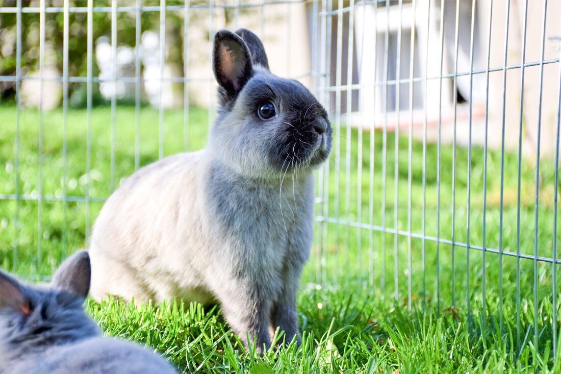 Daruji zakrslé králíčky - 2