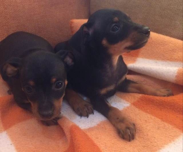 Pražsky krysařik - 2