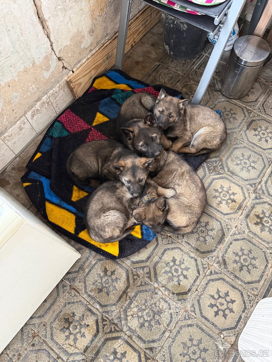 Německý ovčák - 2