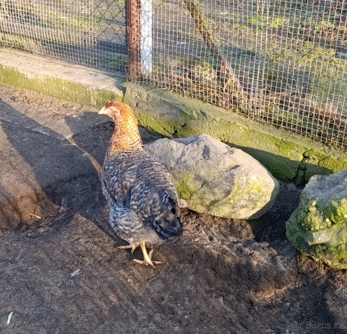 Bielefeldka rodobarvá - 2