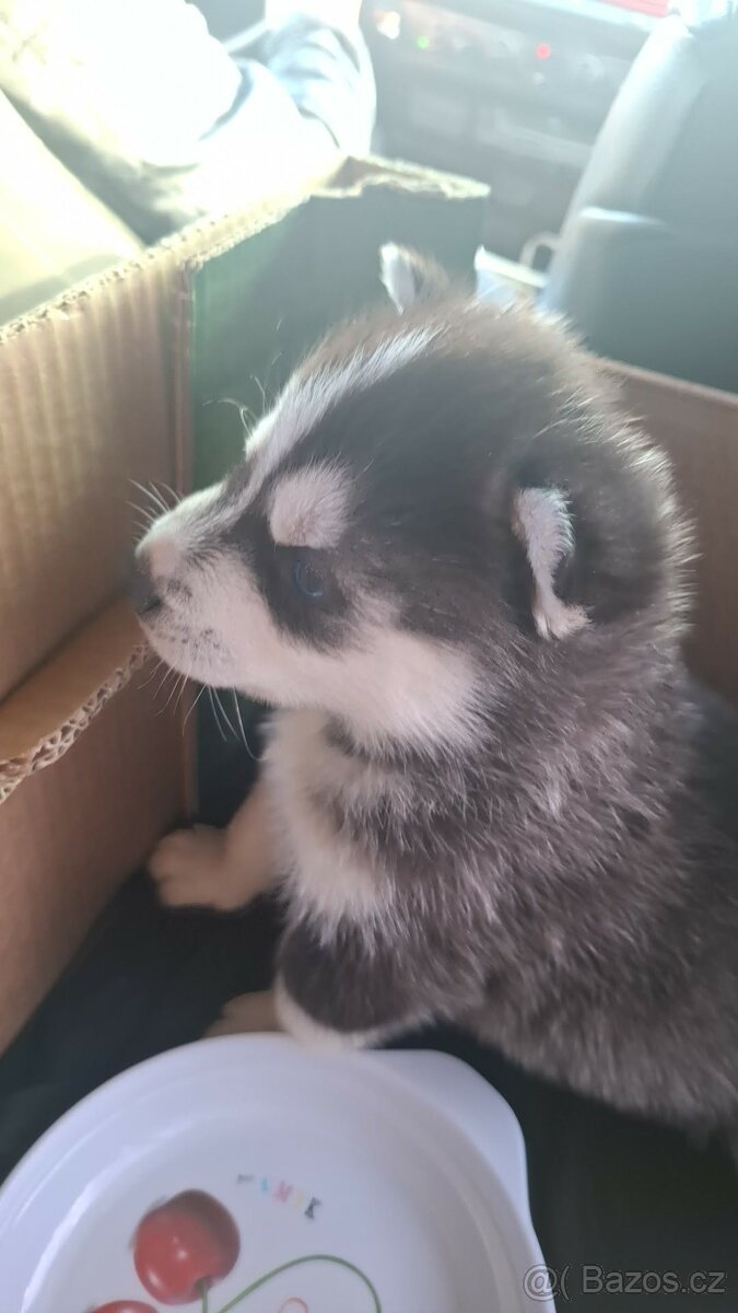 Sibiřský husky - 2