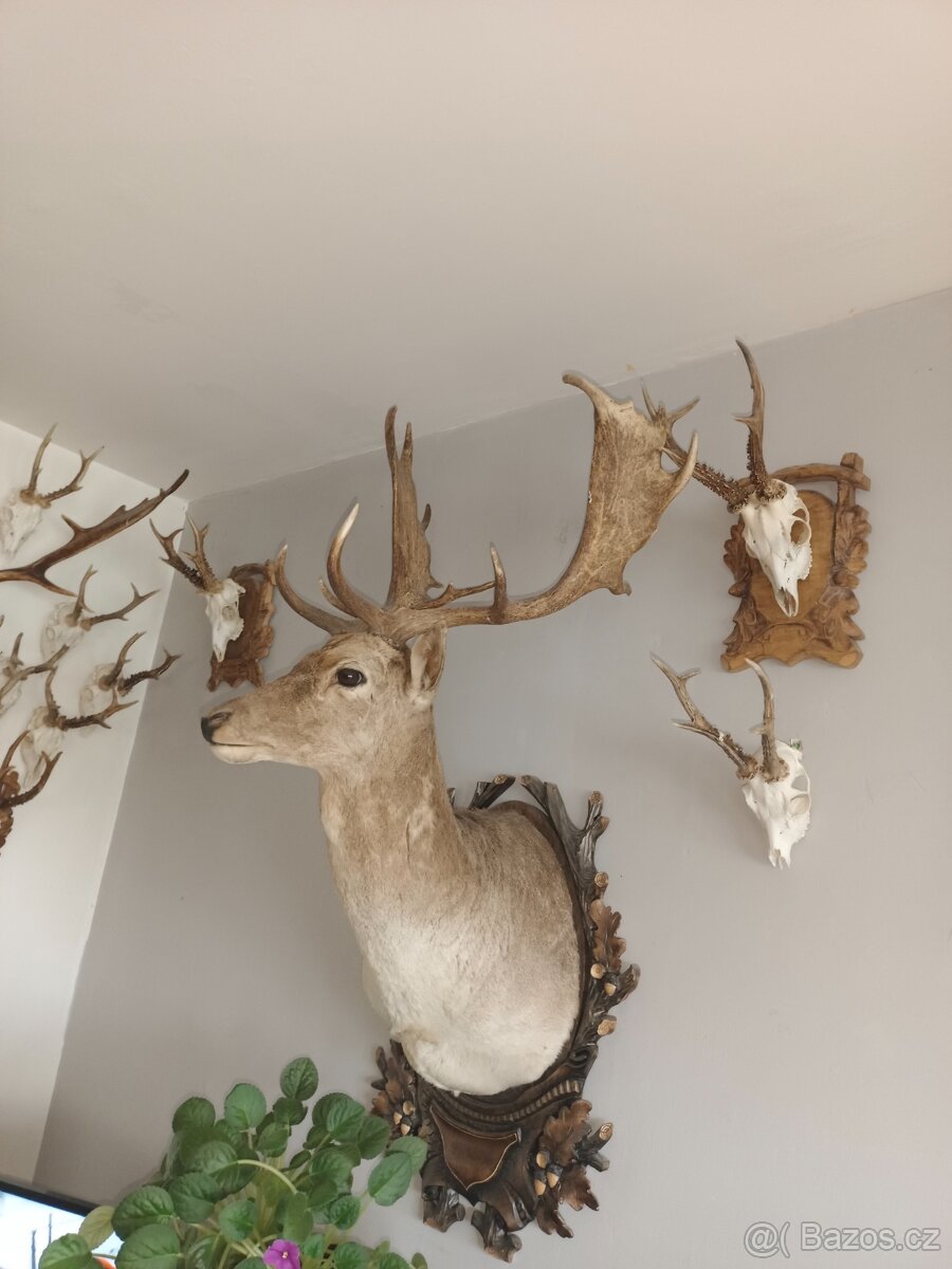 Lovecké trofeje - 2
