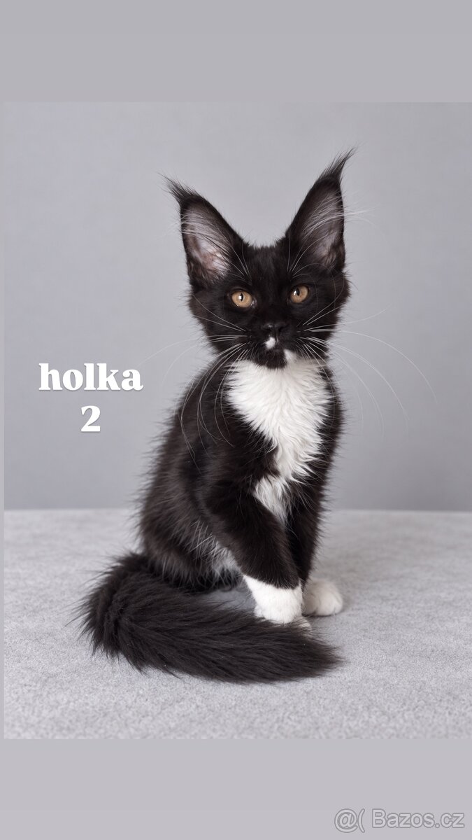 Mainská mývalí holčičky s PP - 2