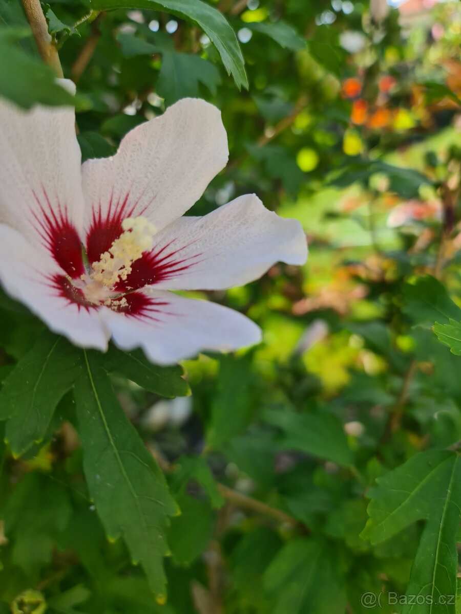 Ibišek syrský na kmínku - 2