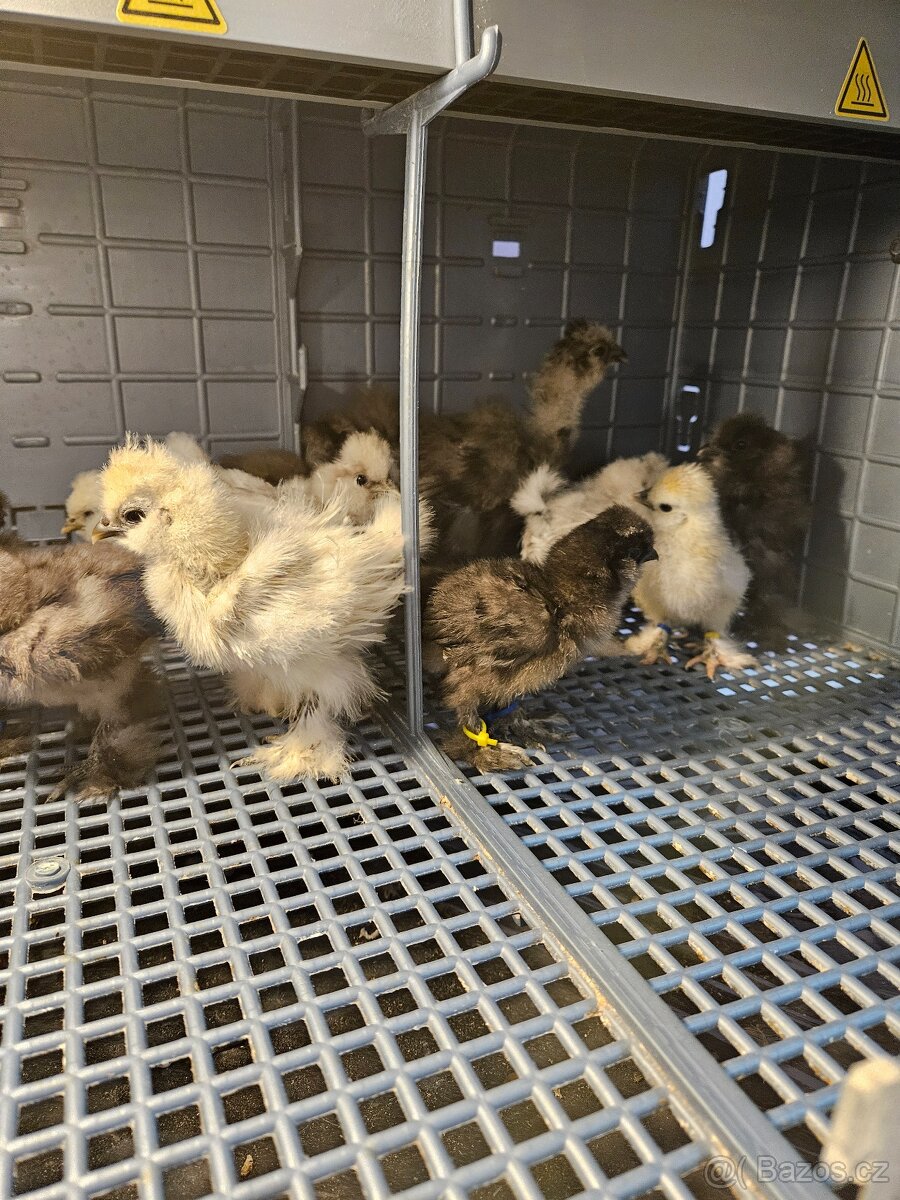 Hedvábničky USA kuřátka - 2